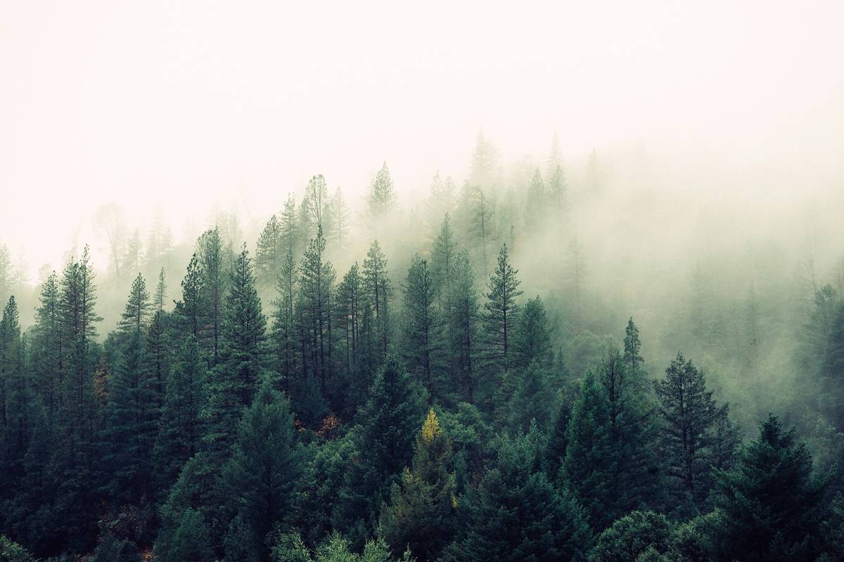 Free Respiration: Rewire Your Breathing Without Spending a Dime
